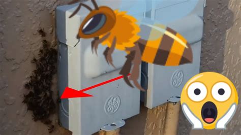 bees behind electric socket